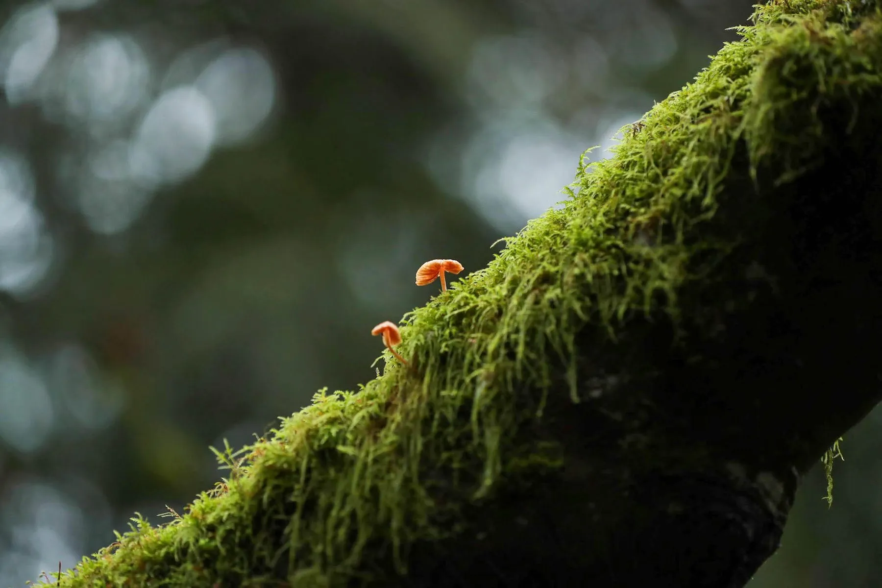 Nature 01