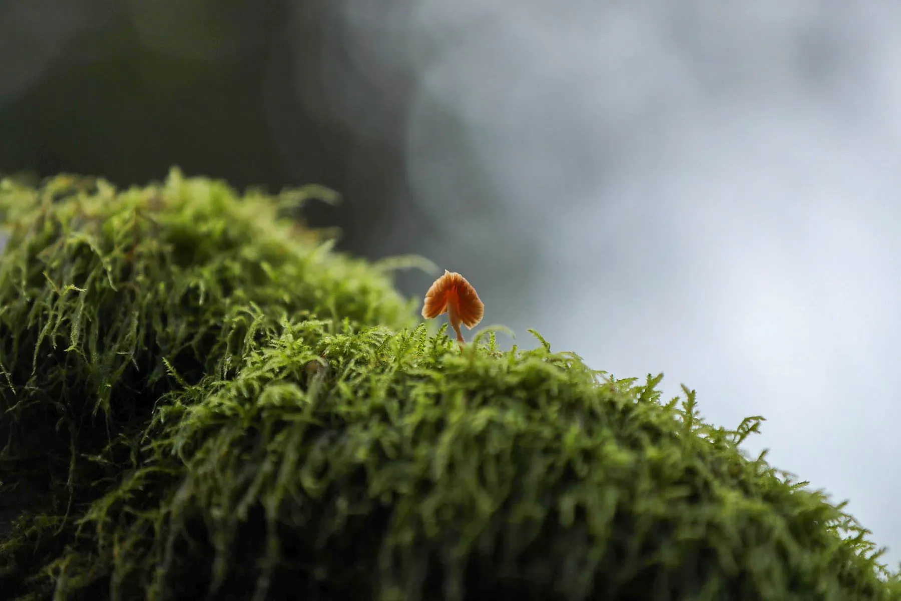 Nature 02