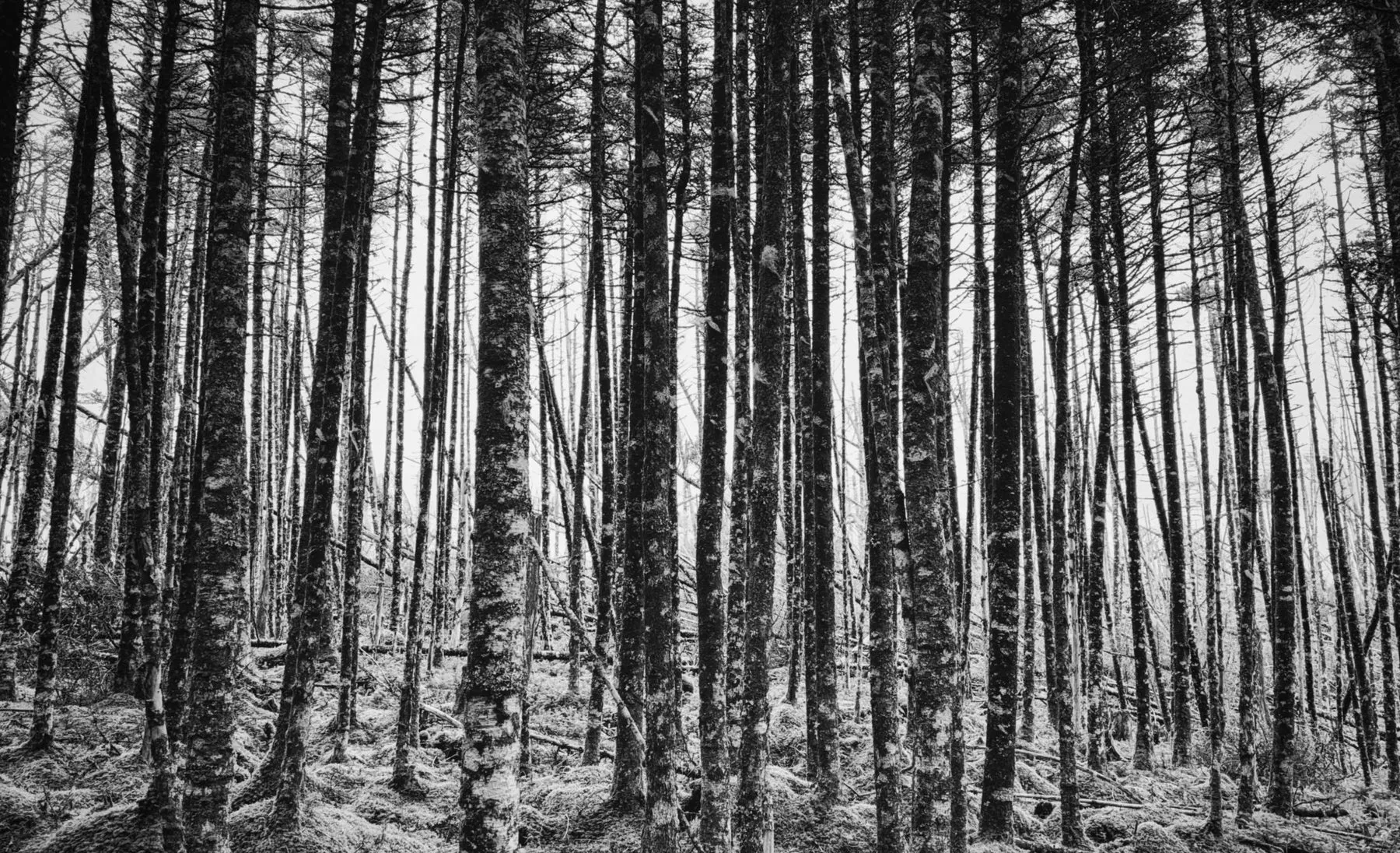 Nature 04
